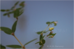 Euphorbia kadapensis